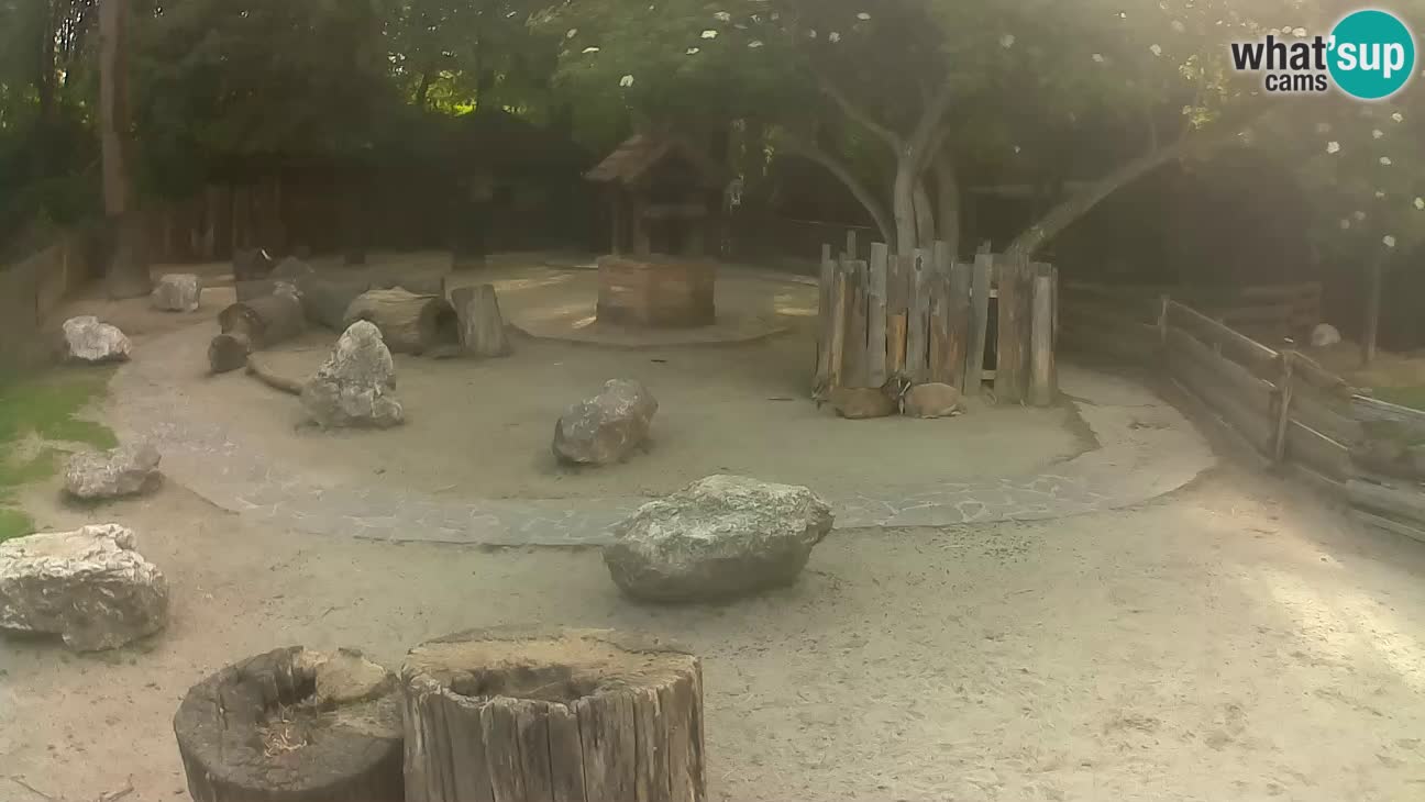Zoo Zagreb – Cebo dai cornetti
