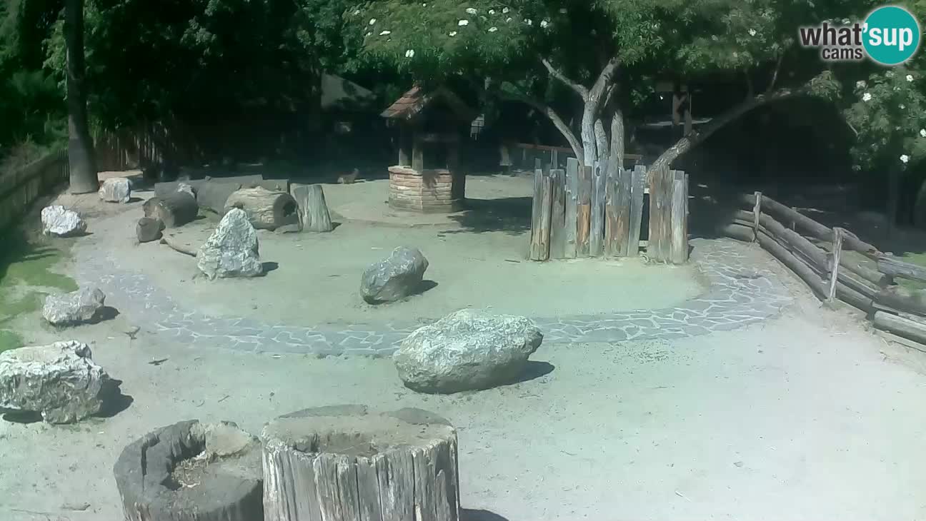 Zoo Zagreb – Brown Capuchin