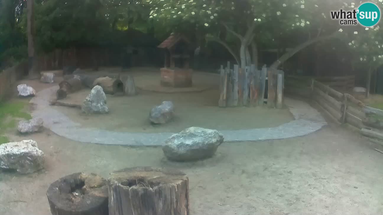Zoo Zagreb – Brown Capuchin