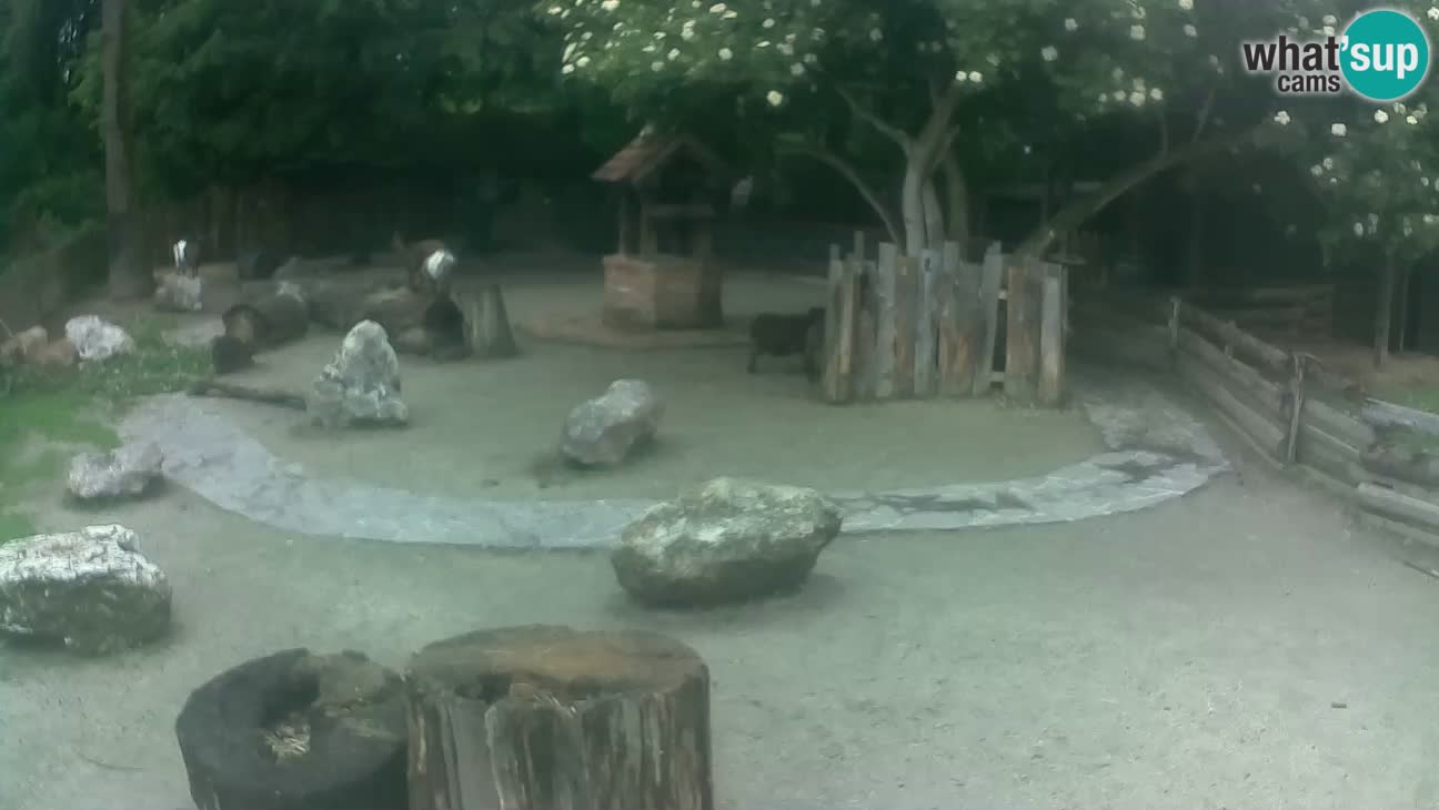 Zoo Zagreb – Cebo dai cornetti