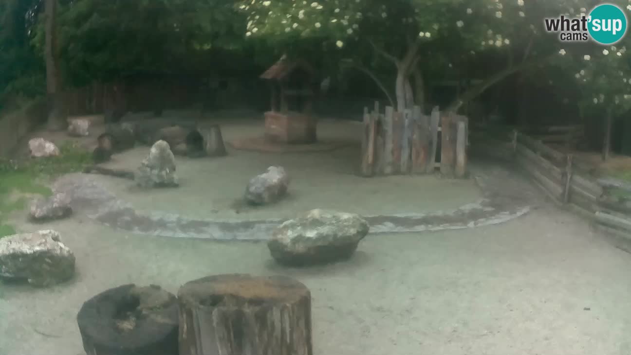 Zoo Zagreb – Brown Capuchin