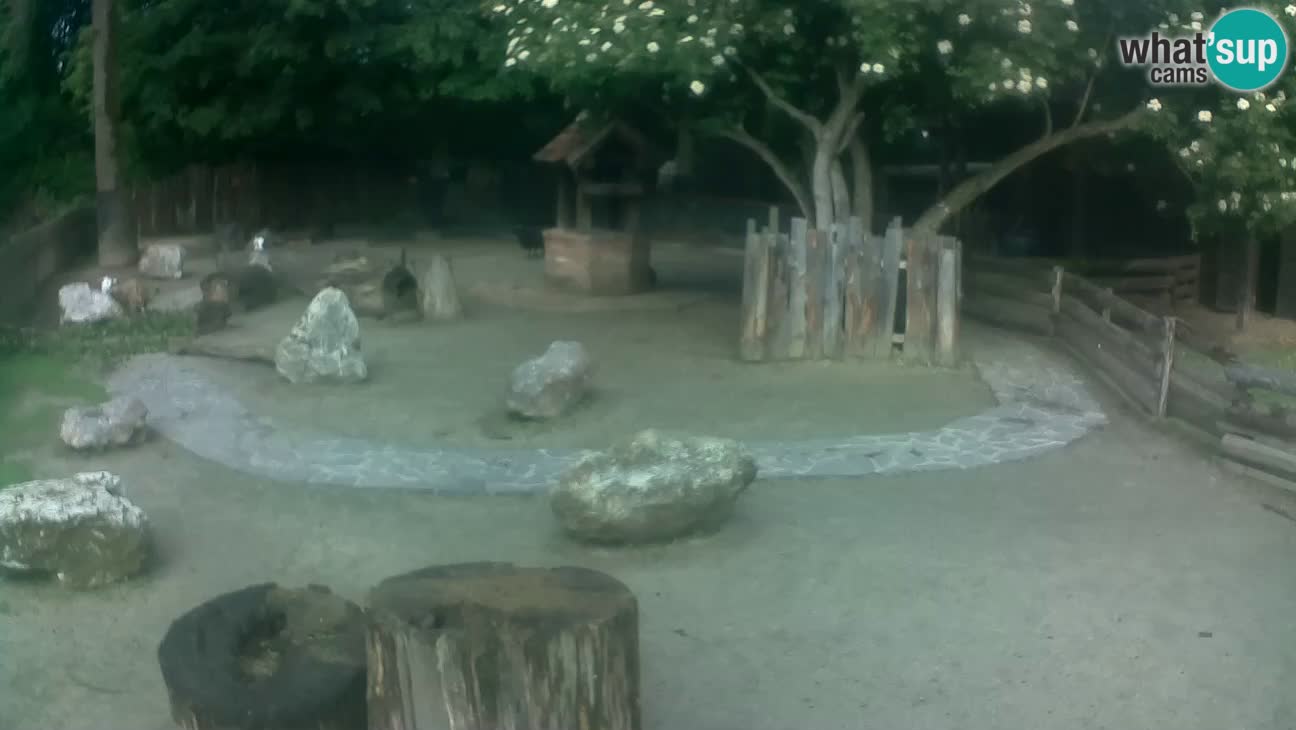 Zoo Zagreb – Brown Capuchin