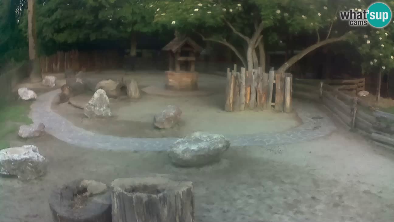 Zoo Zagreb – Cebus apella