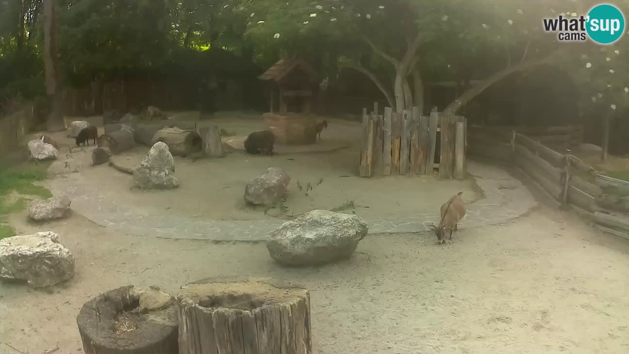 Zoo Zagreb – Cebus apella