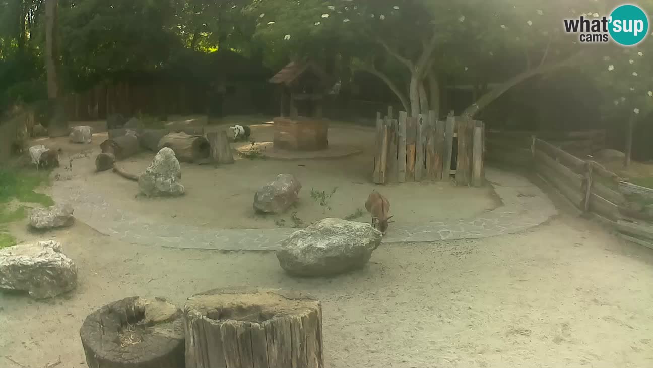 Zoo Zagreb – Cebus apella
