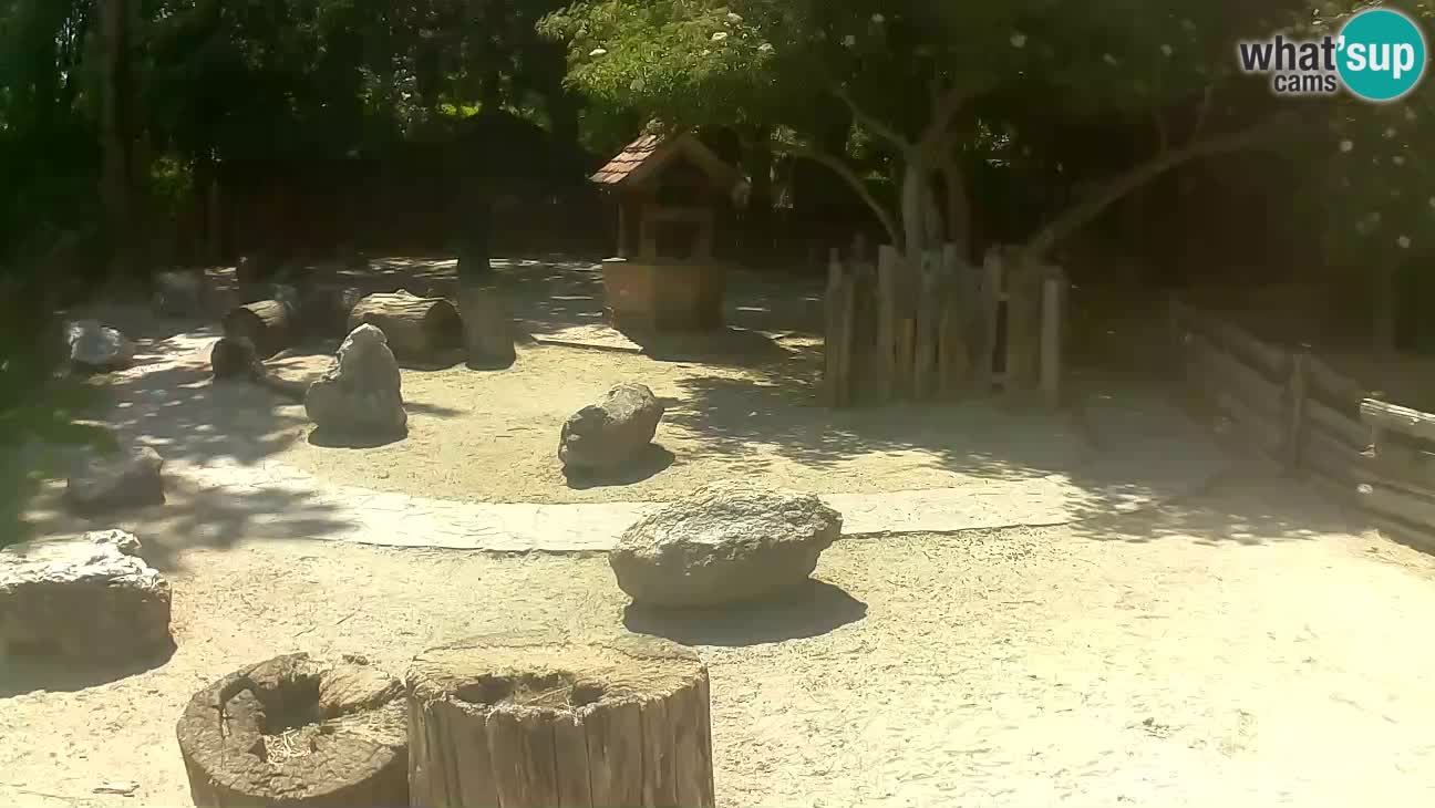 Zoo Zagreb – Brown Capuchin