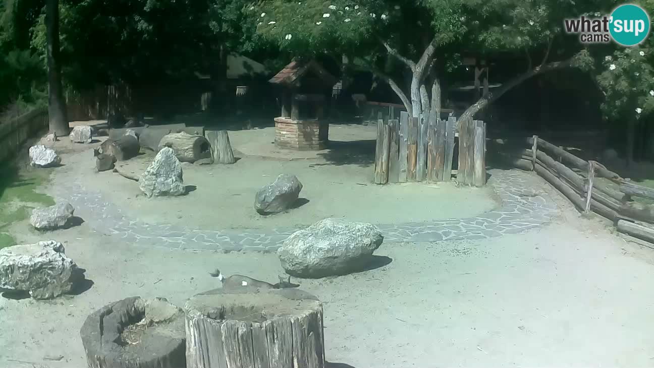 Zoo Zagreb – Haubenkapuziner