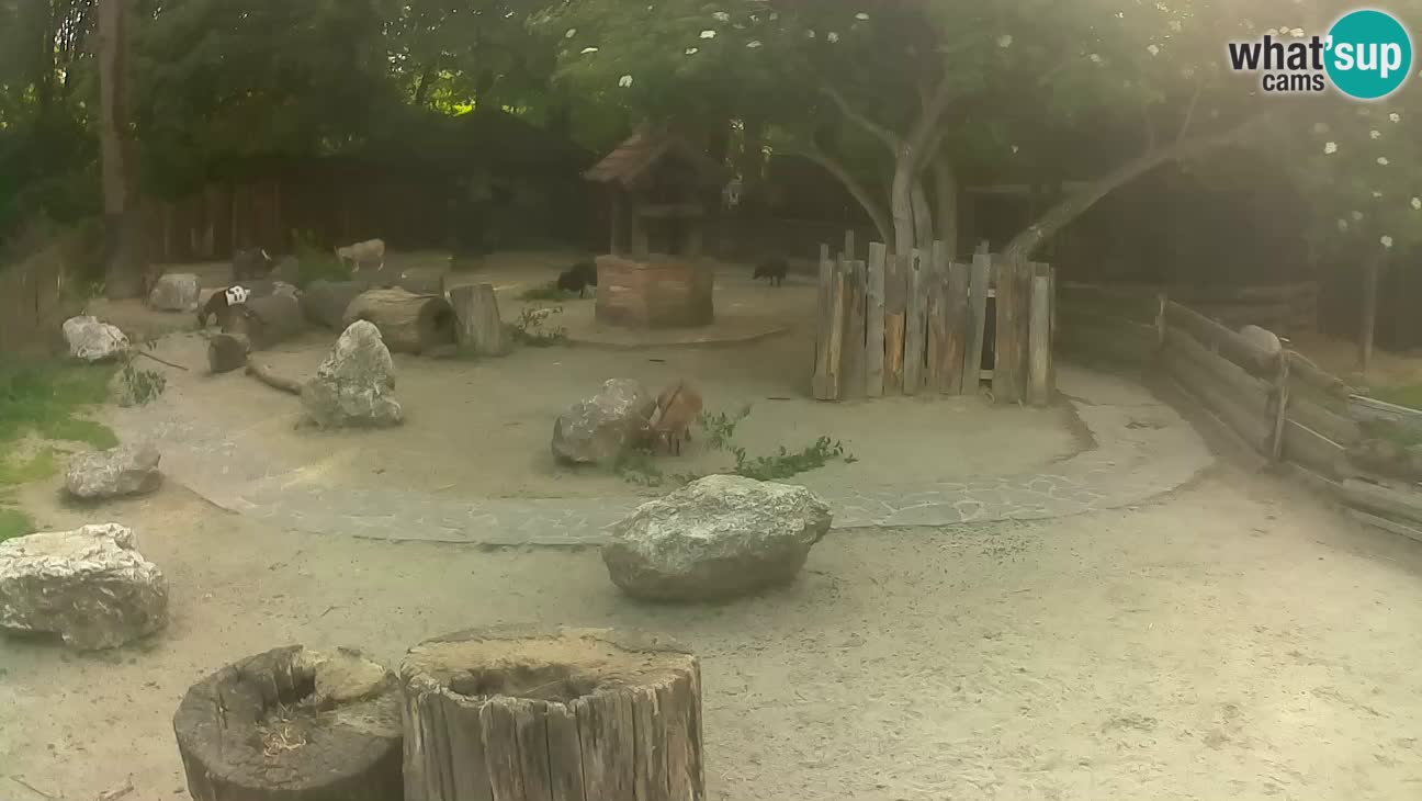 Zoo Zagreb – Cebo dai cornetti