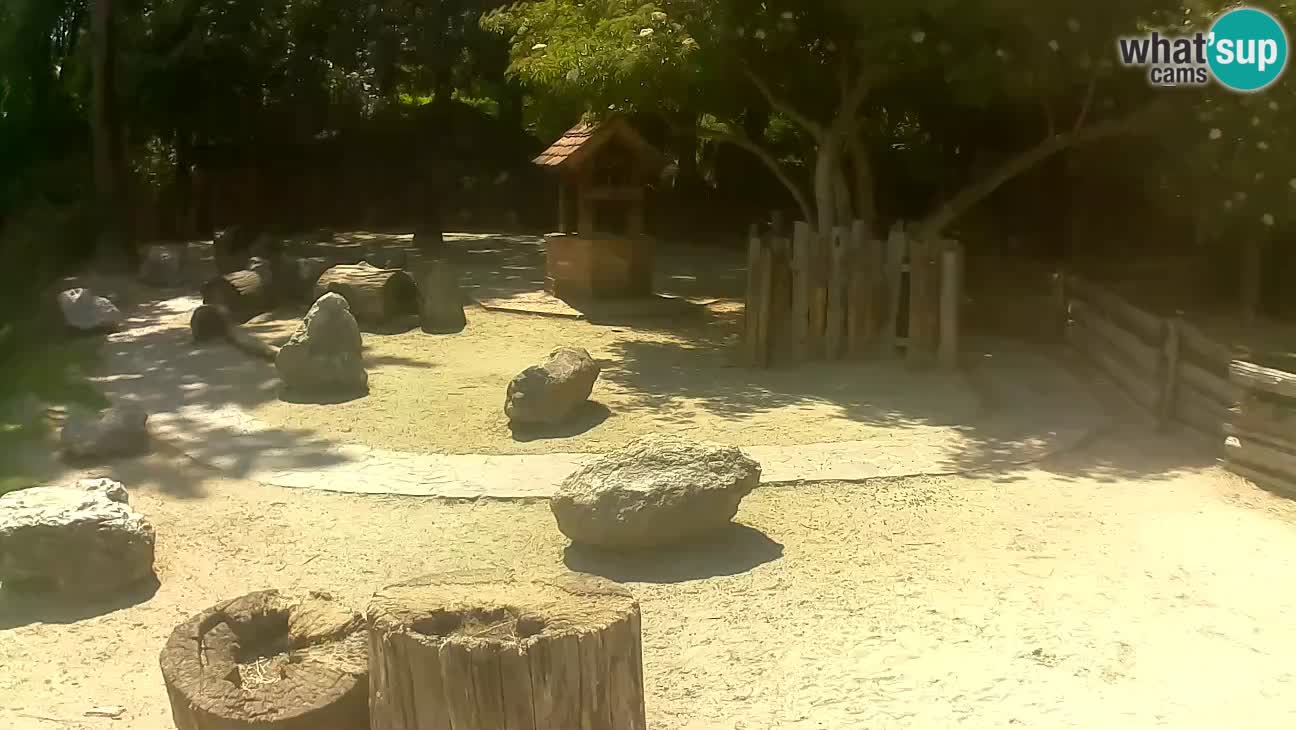 Zoo Zagreb – Haubenkapuziner
