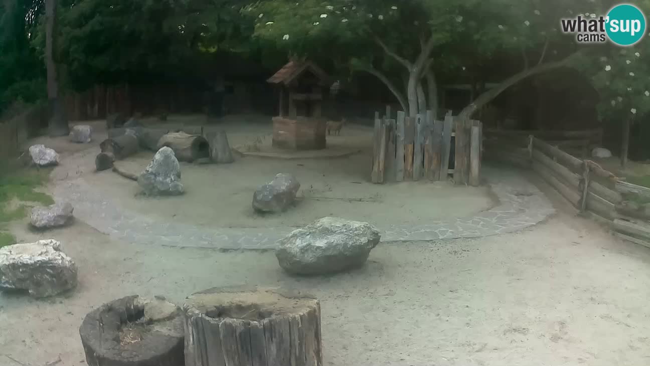 Zoo Zagreb – Rjava kapucinka
