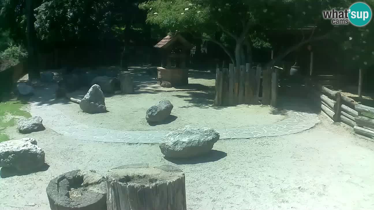 Zoo Zagreb – Brown Capuchin