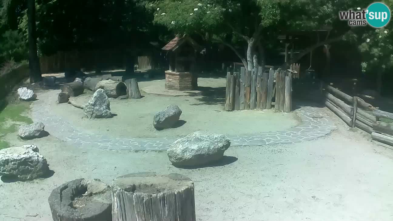 Zoo Zagreb – Brown Capuchin
