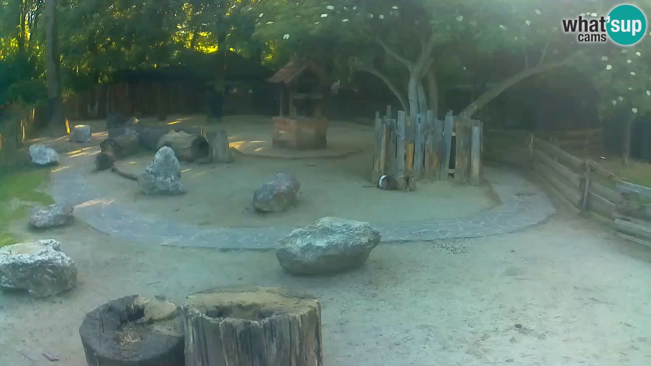 Zoo Zagreb – Brown Capuchin
