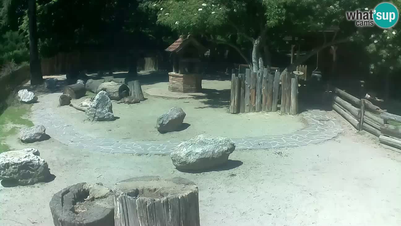 Zoo Zagreb – Brown Capuchin