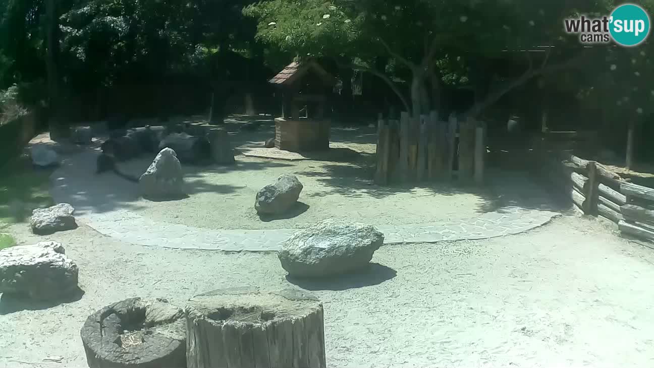 Zoo Zagreb – Brown Capuchin