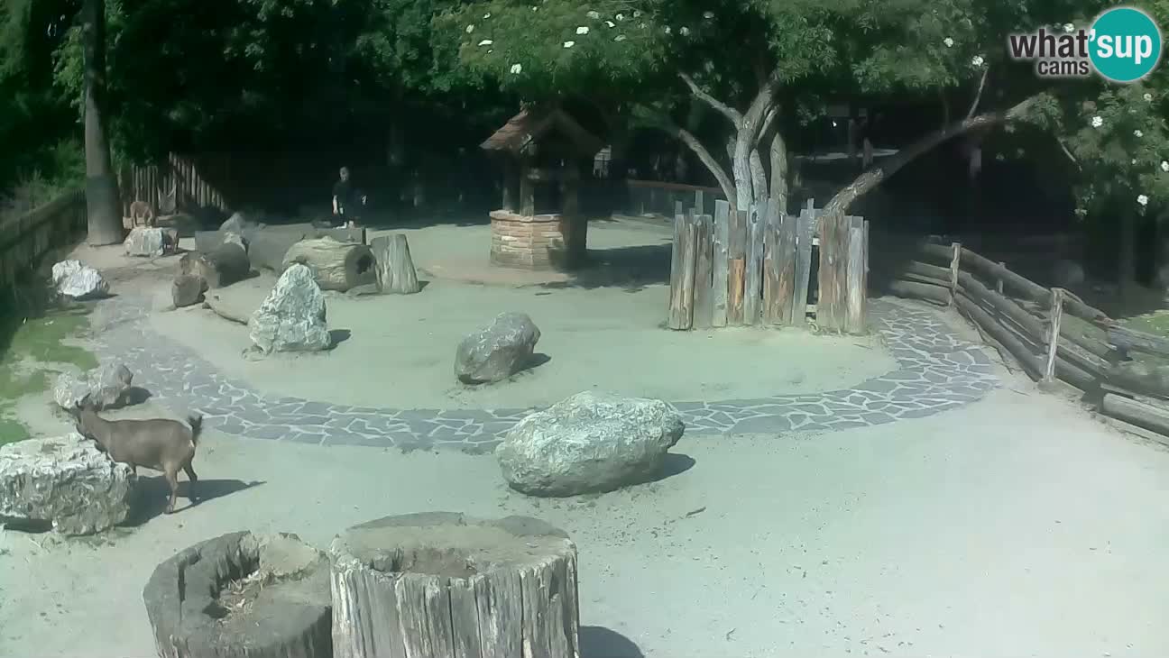 Zoo Zagreb – Cebus apella