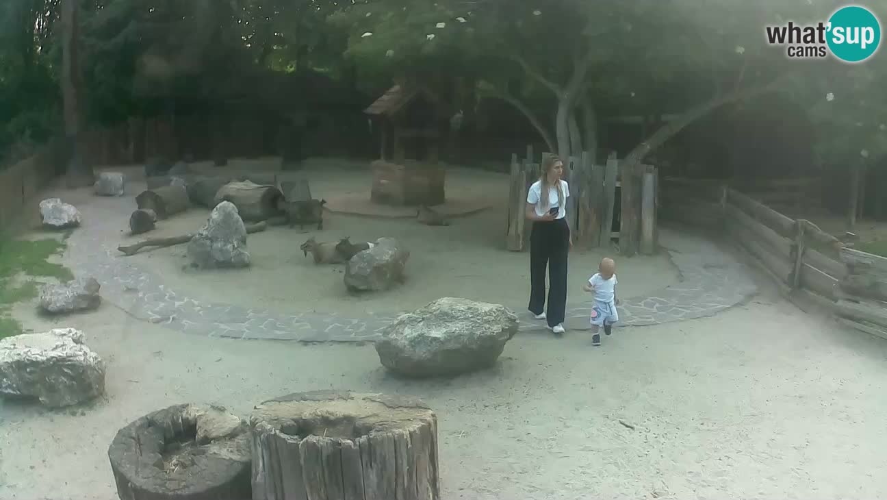 Zoo Zagreb – Haubenkapuziner
