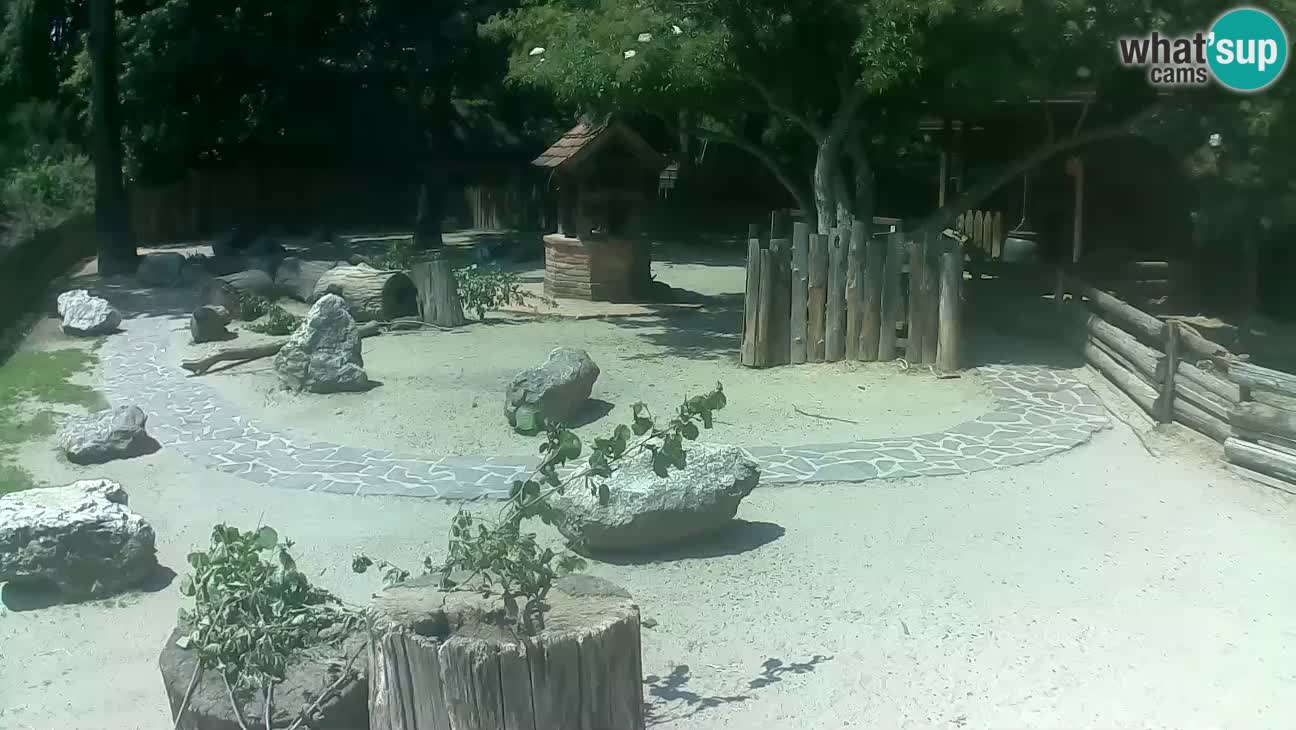 Zoo Zagreb – Brown Capuchin