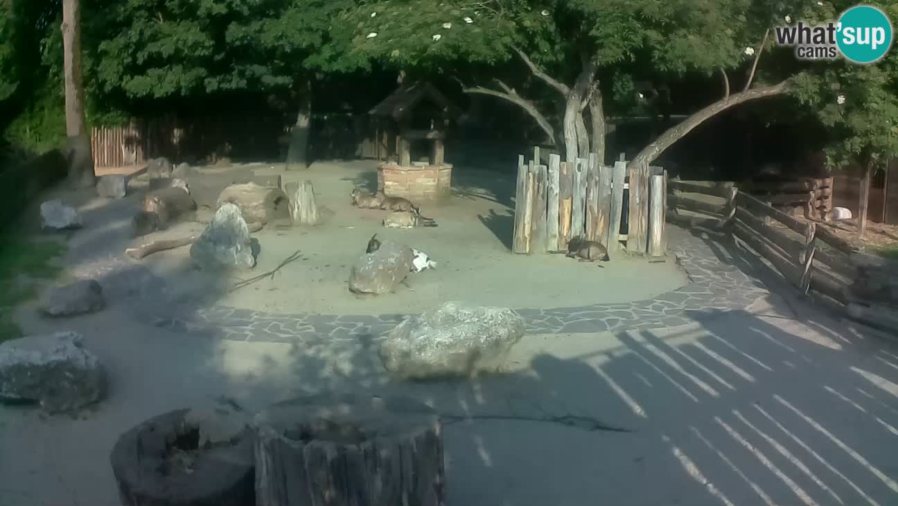 Zoo Zagreb – Cebus apella