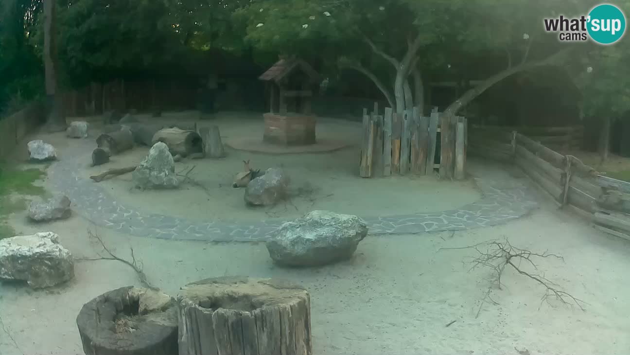 Zoo Zagreb – Brown Capuchin