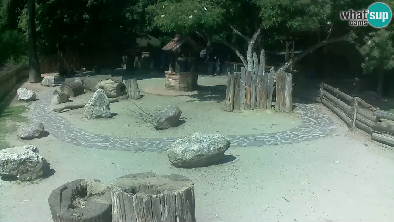 Zoo Zagreb – Brown Capuchin