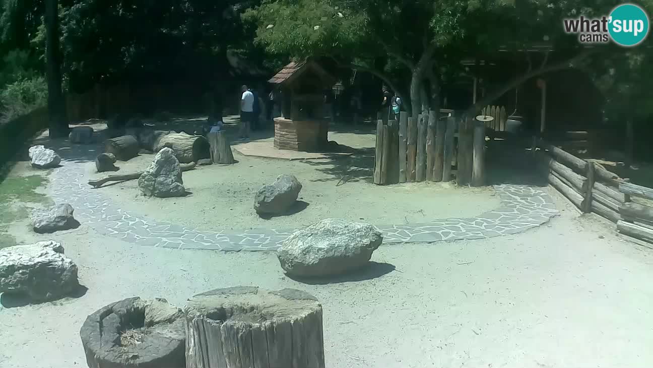 Zoo Zagreb – Brown Capuchin
