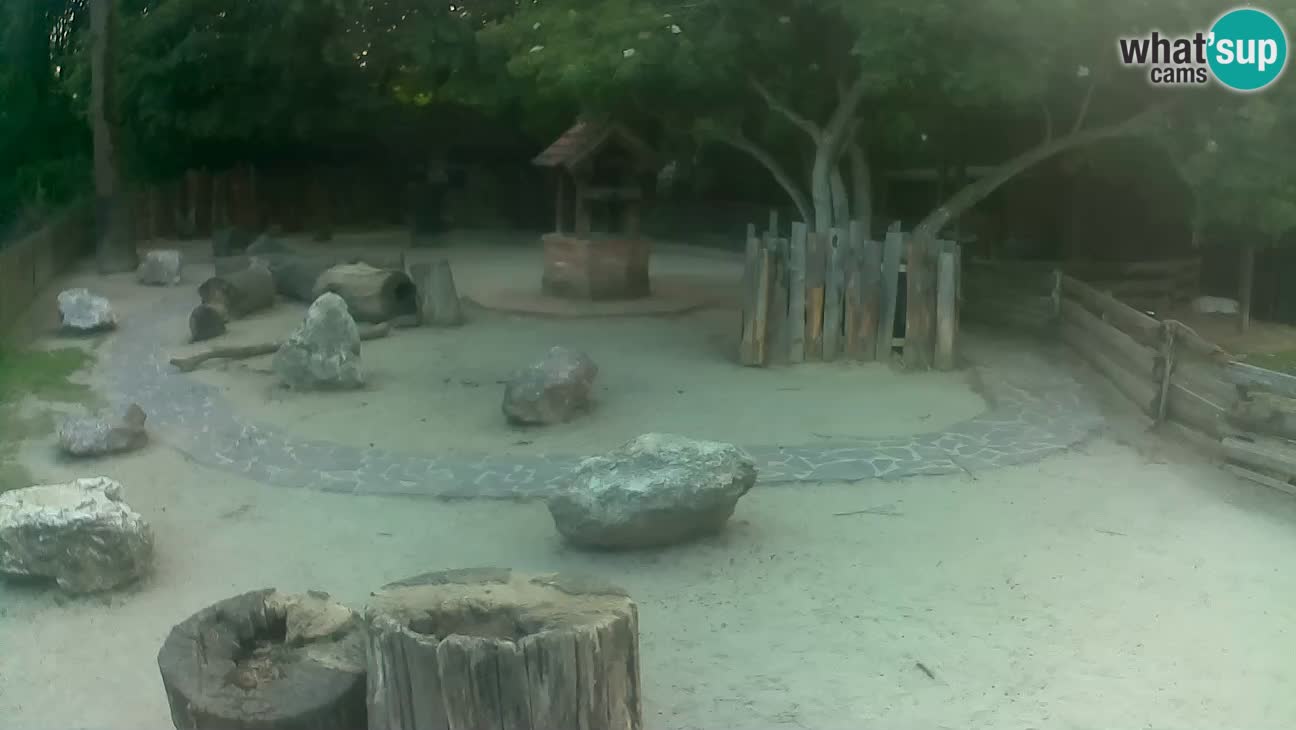 Zoo Zagreb – Haubenkapuziner