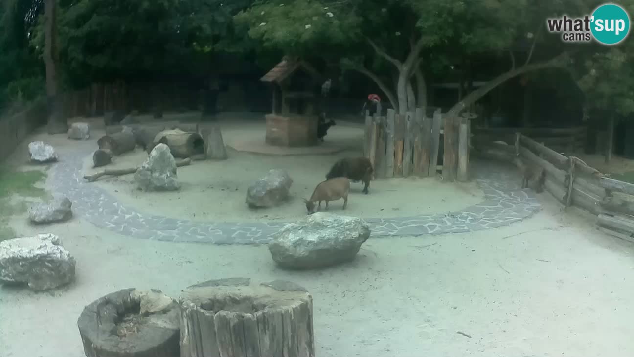 Zoo Zagreb – Brown Capuchin