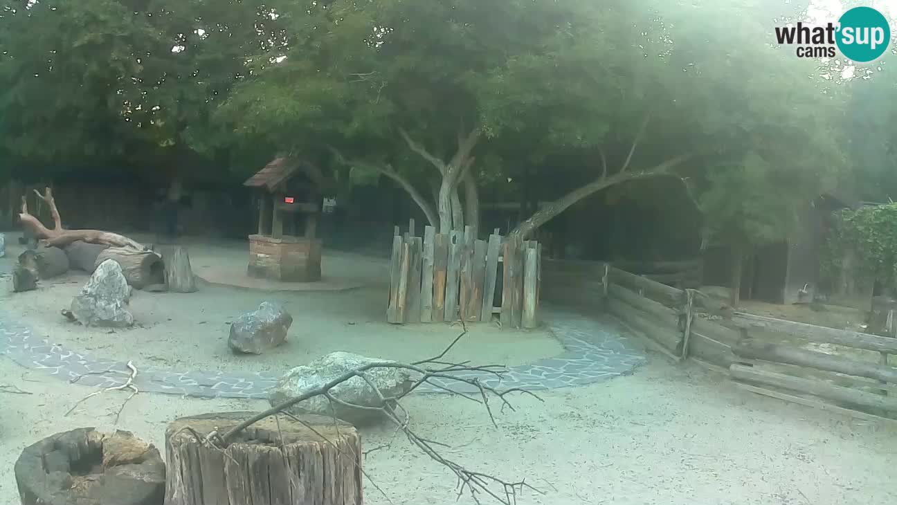 Zoo Zagreb – Brown Capuchin