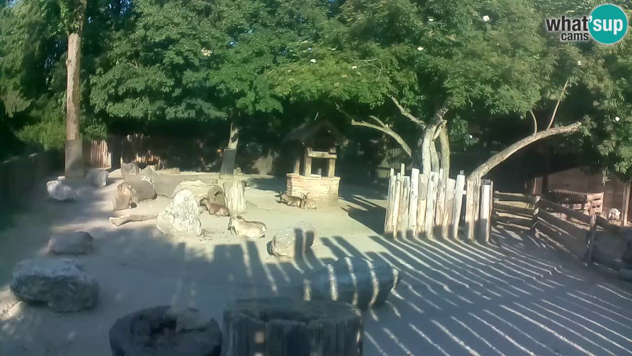 Zoo Zagreb – Brown Capuchin