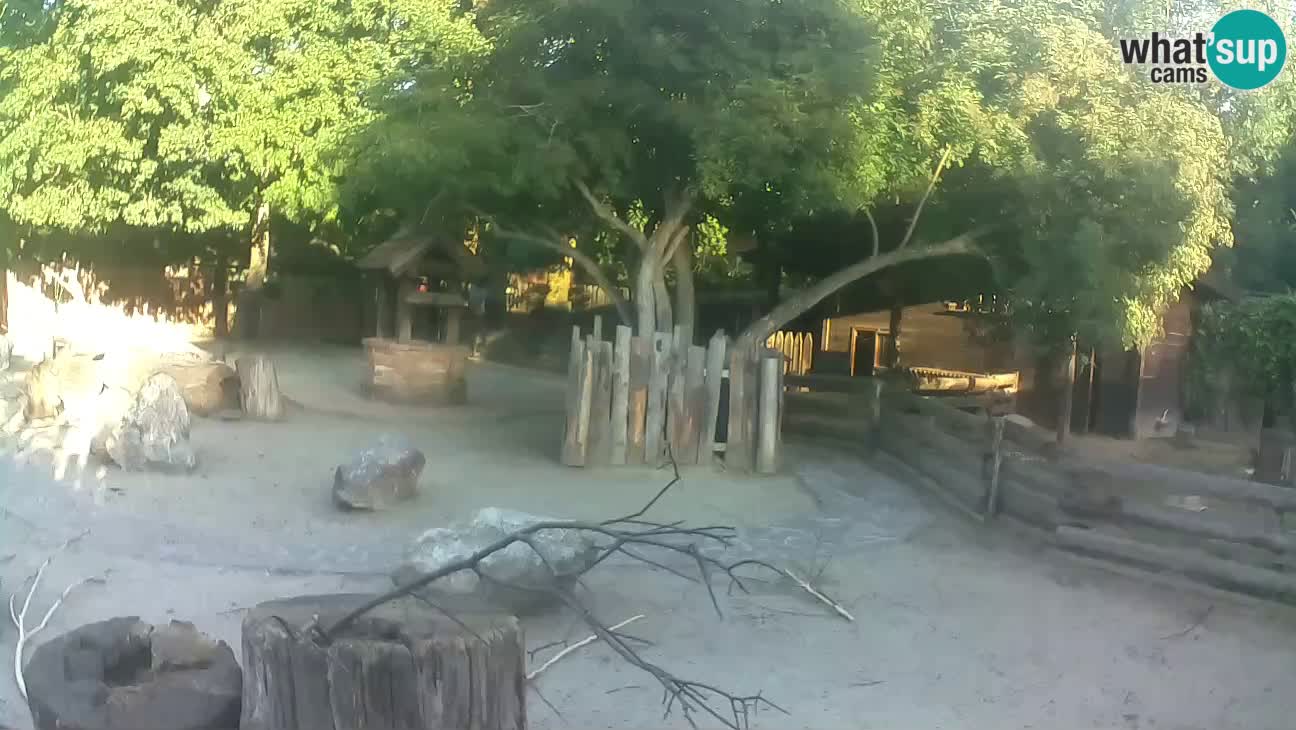 Zoo Zagreb – Haubenkapuziner
