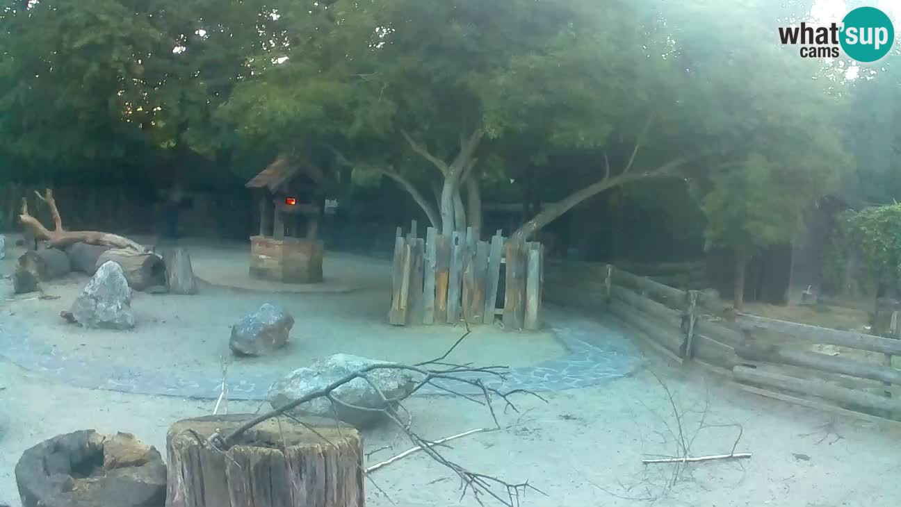 Zoo Zagreb – Brown Capuchin