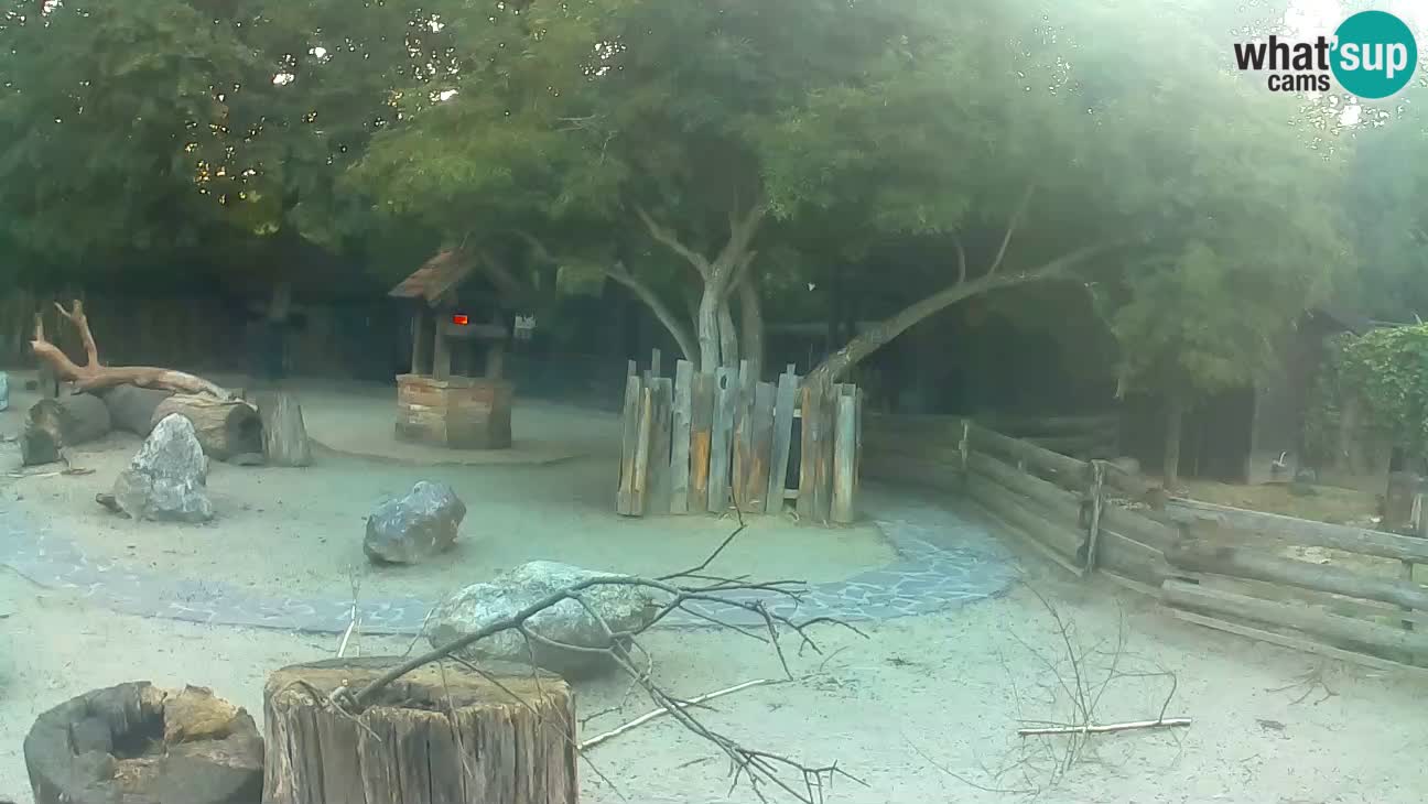 Zoo Zagreb – Brown Capuchin
