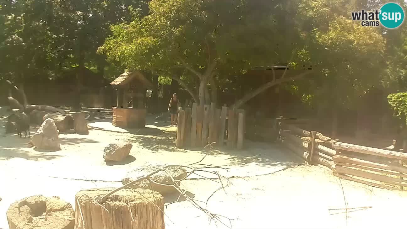 Zoo Zagreb – Cebus apella