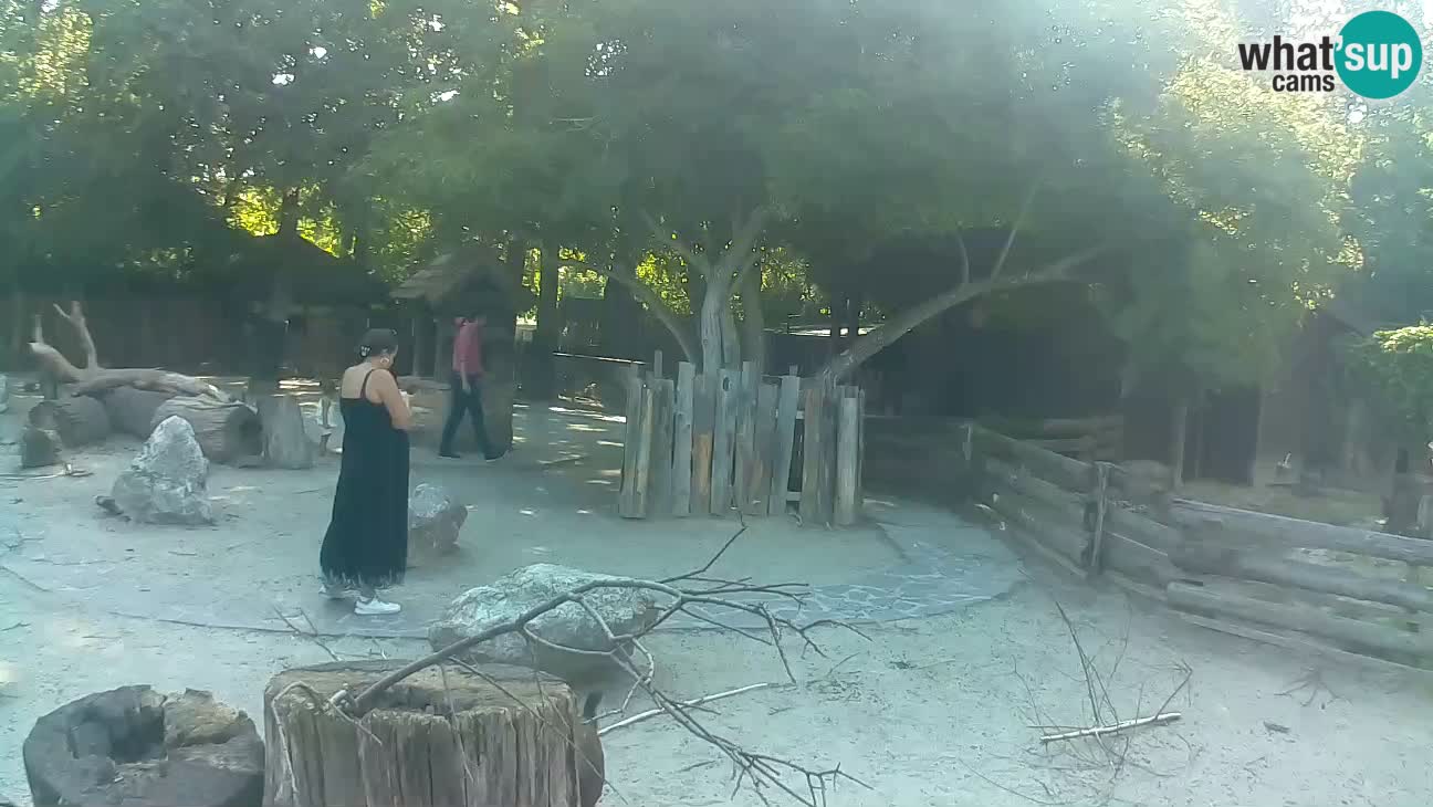 Zoo Zagreb – Rjava kapucinka