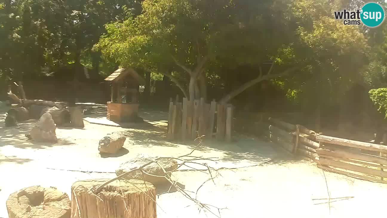 Zoo Zagreb –  Mono maicero