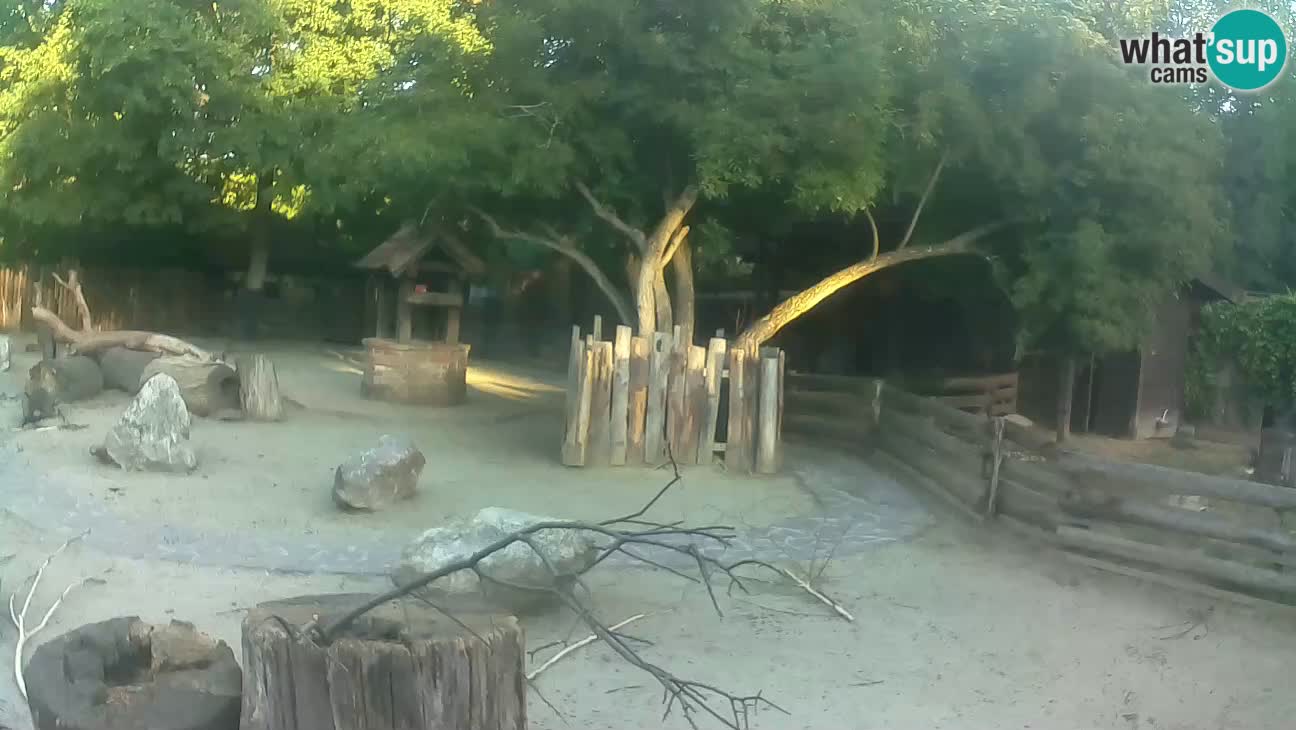 Zoo Zagreb – Brown Capuchin