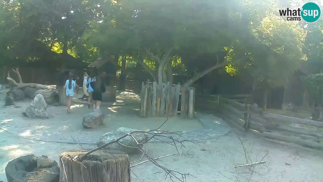 Zoo Zagreb – Haubenkapuziner