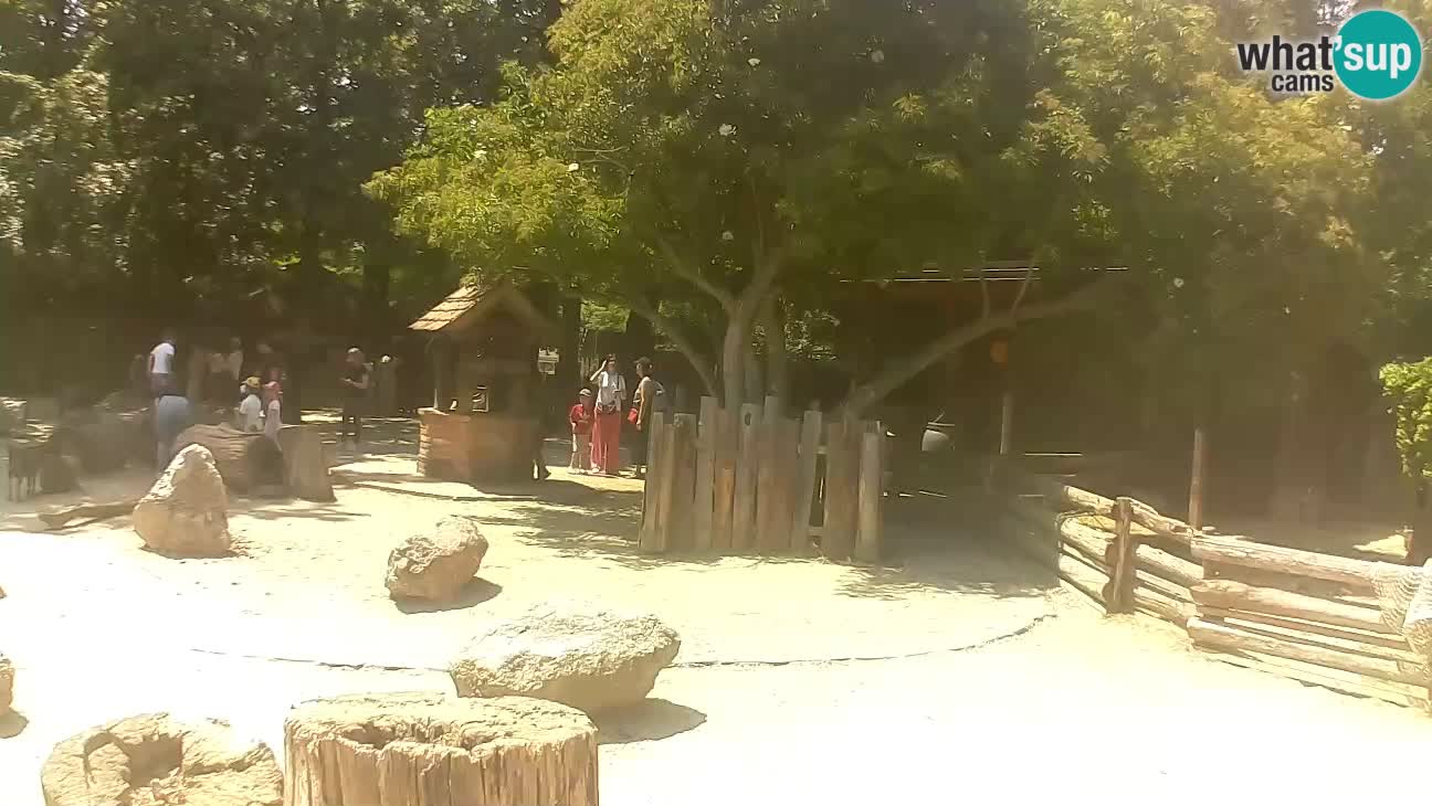 Zoo Zagreb – Brown Capuchin