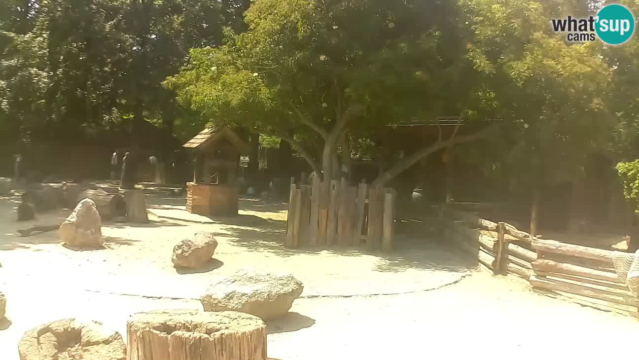 Zoo Zagreb – Brown Capuchin