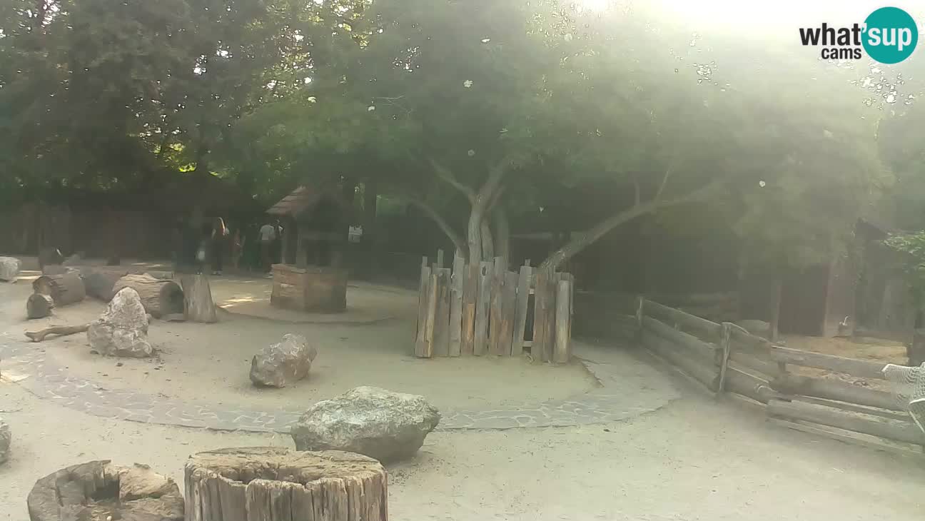 Zoo Zagreb – Brown Capuchin