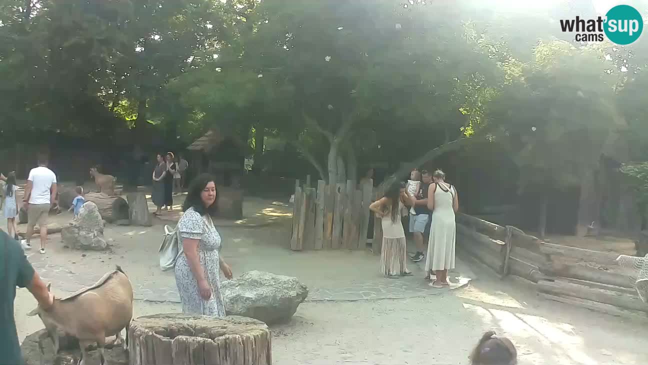 Zoo Zagreb – Brown Capuchin
