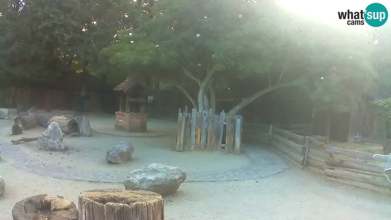 Zoo Zagreb – Brown Capuchin