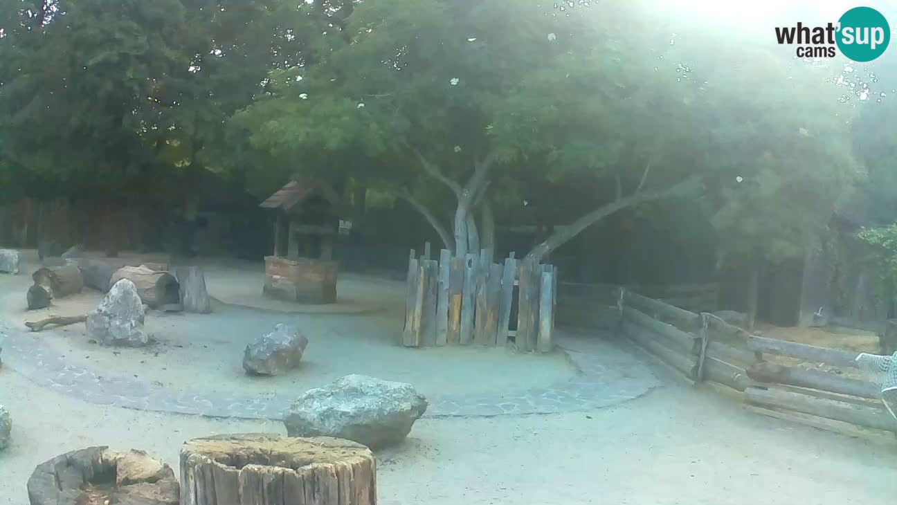 Zoo Zagreb – Brown Capuchin