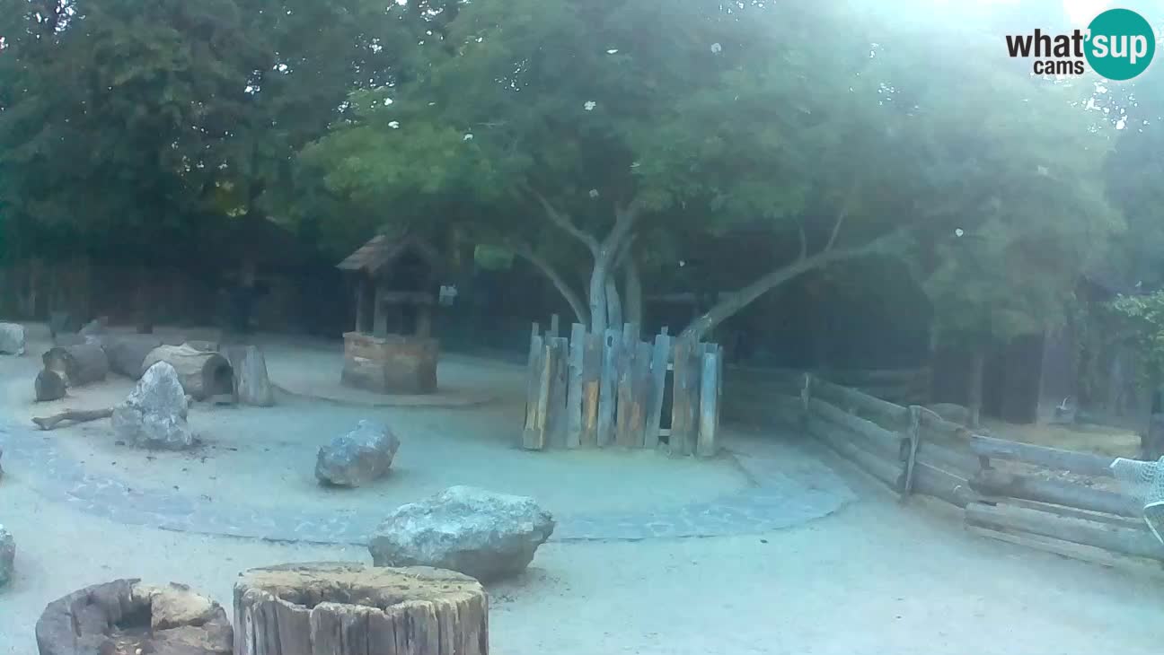Zoo Zagreb – Brown Capuchin