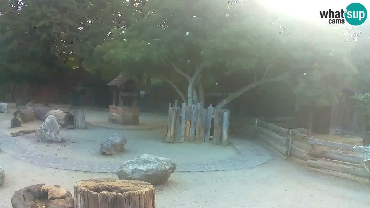 Zoo Zagreb – Brown Capuchin