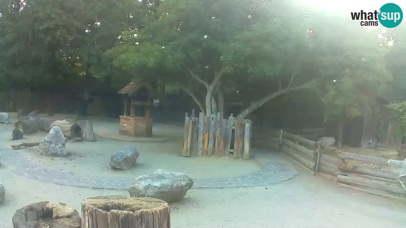 Zoo Zagreb – Brown Capuchin