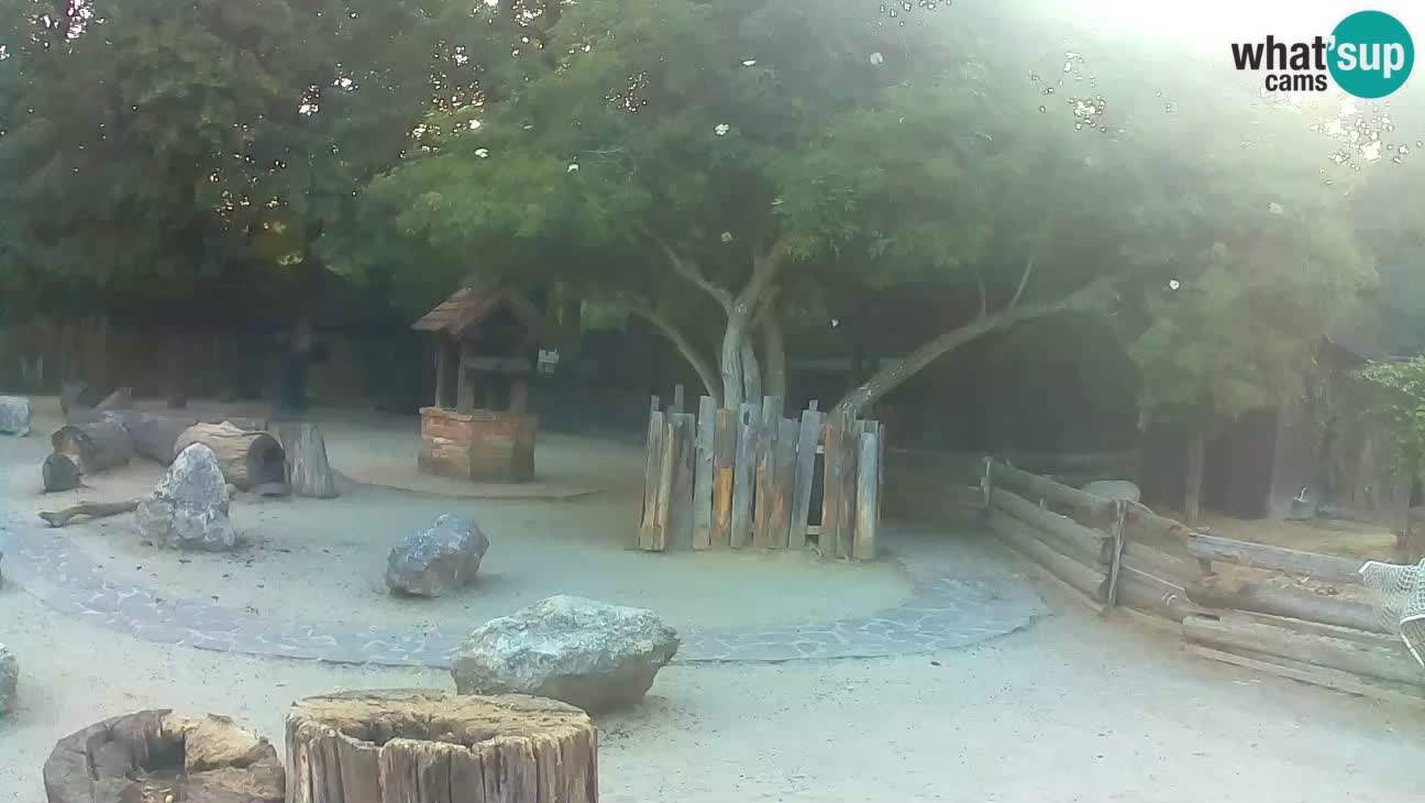 Zoo Zagreb – Brown Capuchin