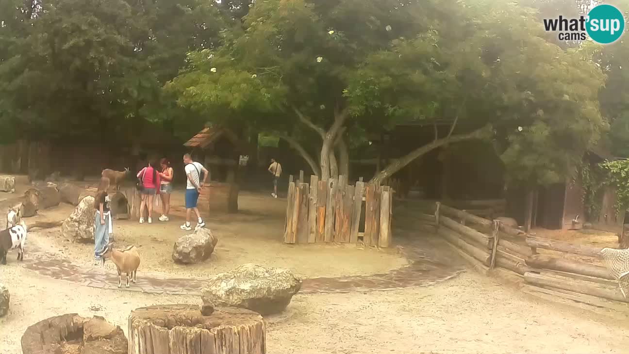 Zoo Zagreb – Haubenkapuziner