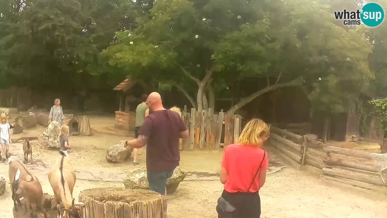 Zoo Zagreb – Brown Capuchin